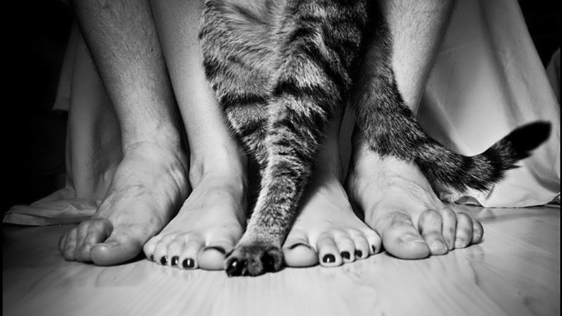 Мужчина женщина и кот