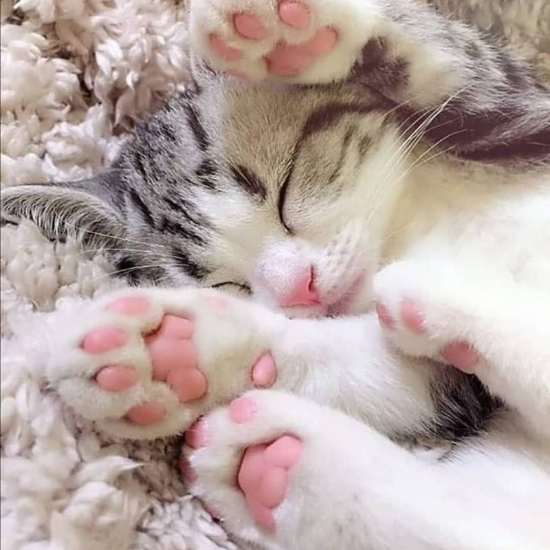 Котенок с сердечком