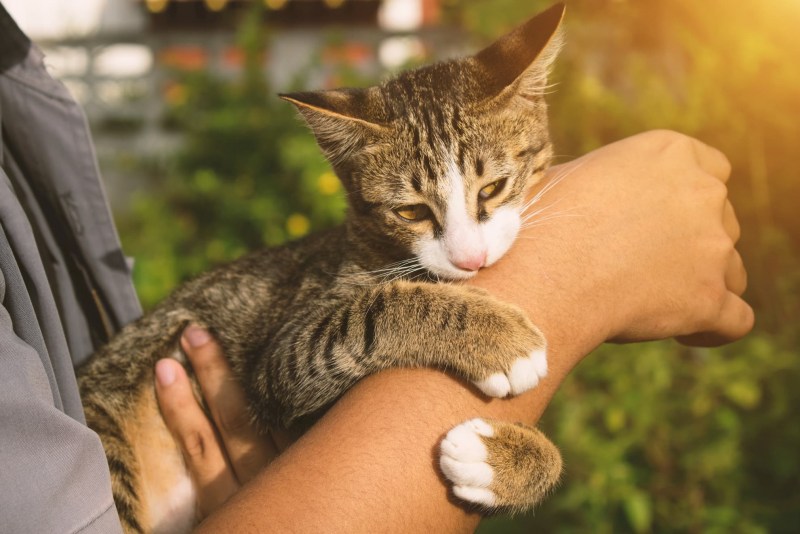 Кот кусает