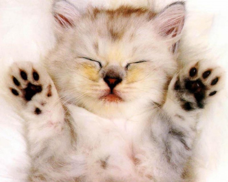 Милые котики с лапками
