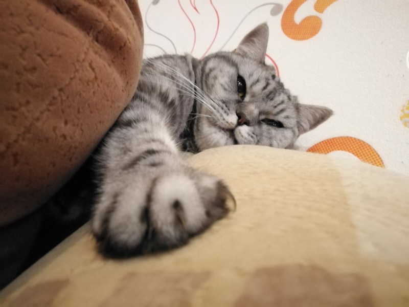 Кошка лапкой Пробует