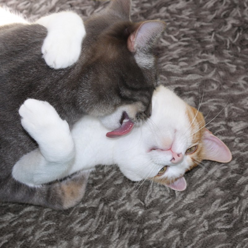 Кошачий поцелуй