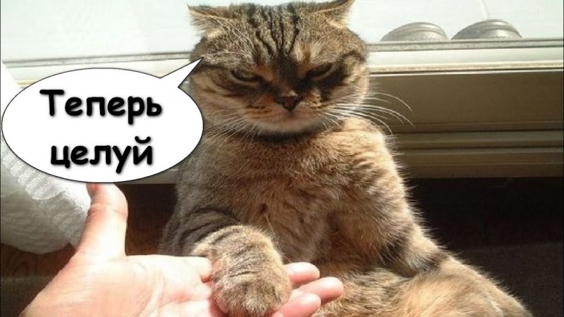 А теперь целуй кот