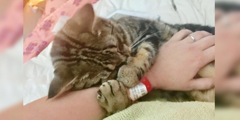 Кошка обнимает человека
