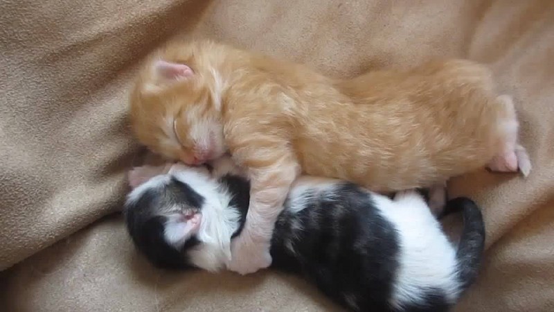 Кошки спят в обнимку гиф