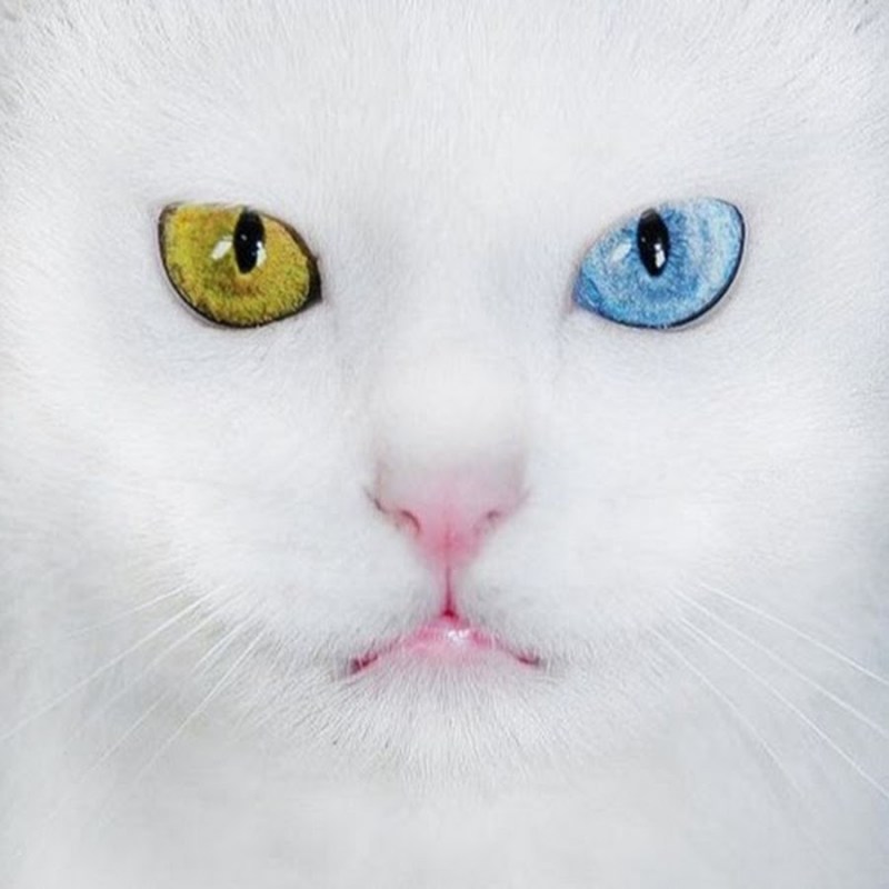 Кошка Венера Химера