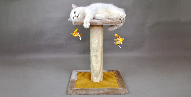 Кошачья когтеточка