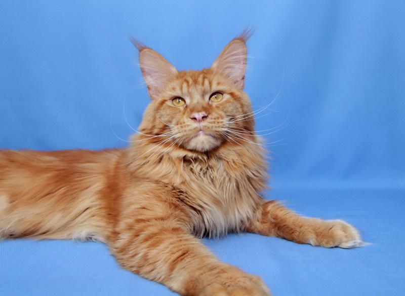 Котята породы Мейн кун