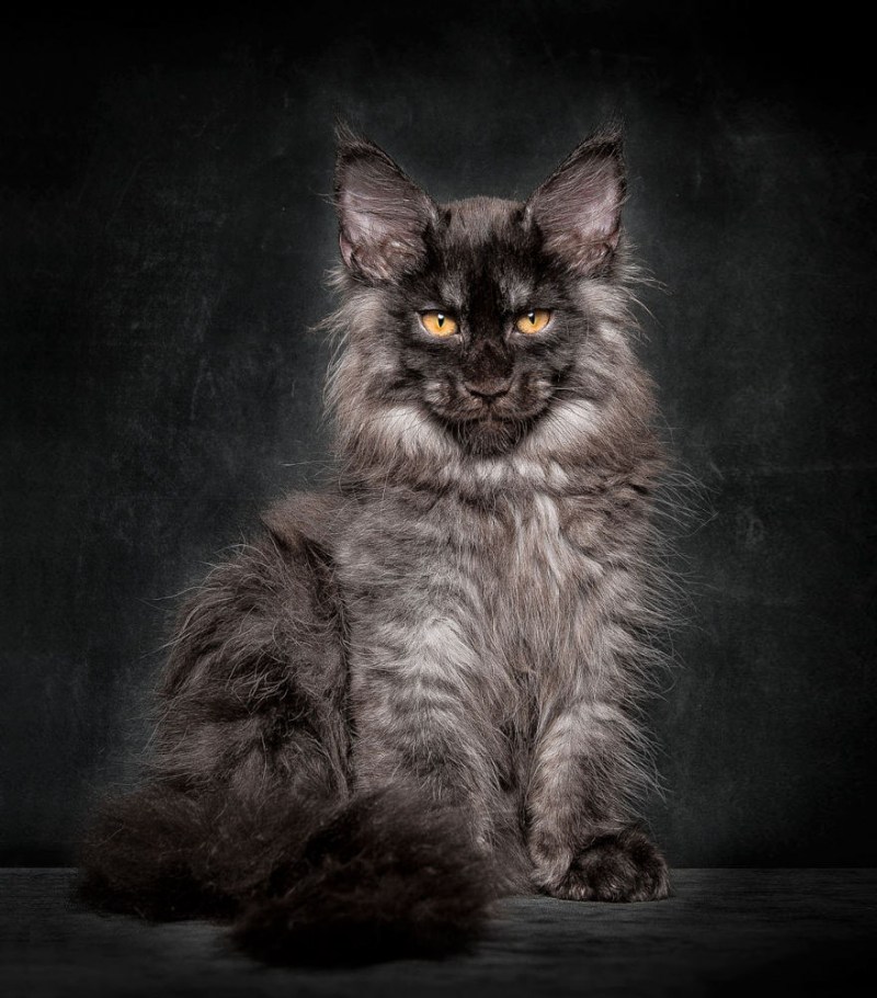 Кошка Мейн кун
