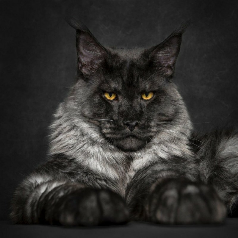 Кот Мейн кун