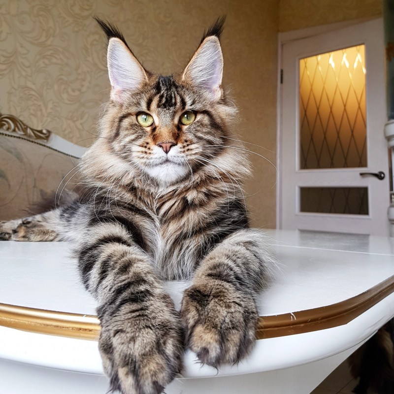 Коты Мейн кун