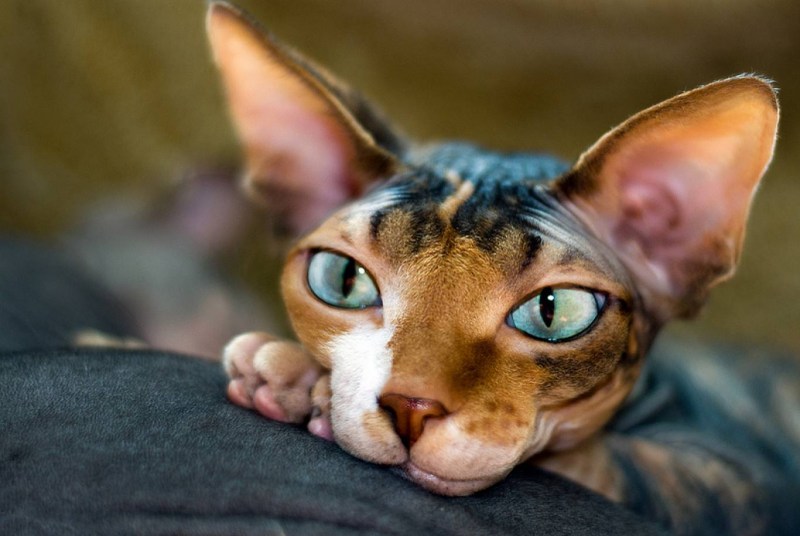 Сфинкс кошка