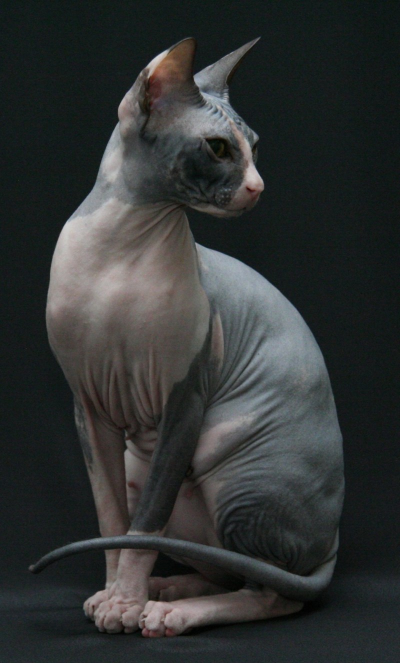 Сфинкс кошка