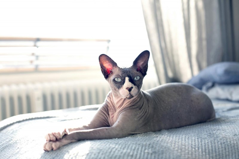 Сфинкс кошка котенок