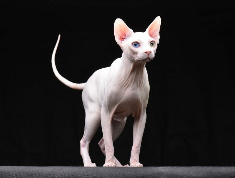Сфинкс короткошерстный