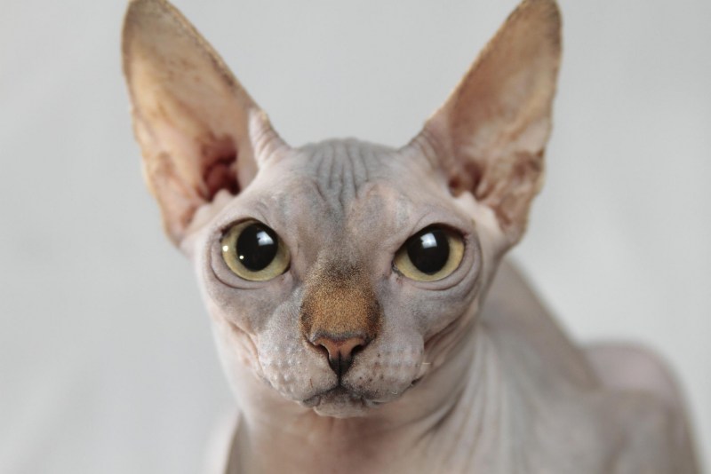 Кот сфинкс