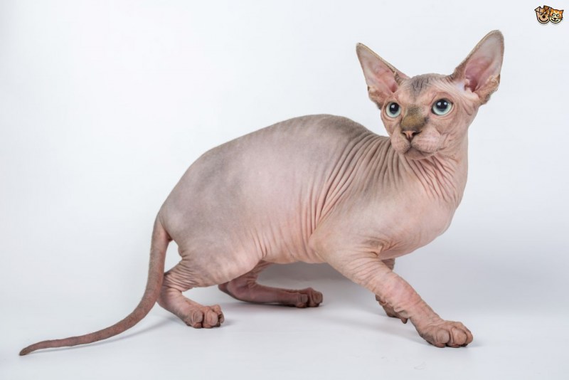 Коты сфинкс Донской