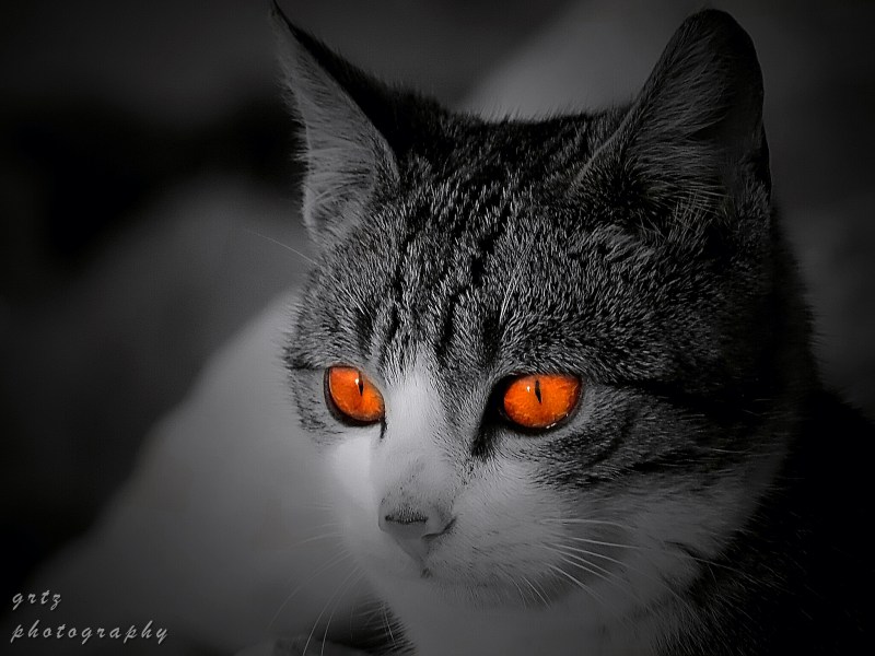 Глаза кота