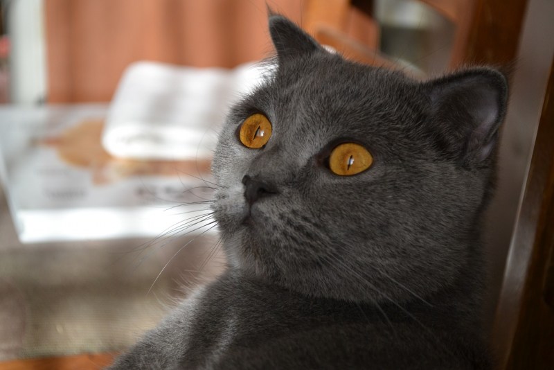Кошка с оранжевыми глазами