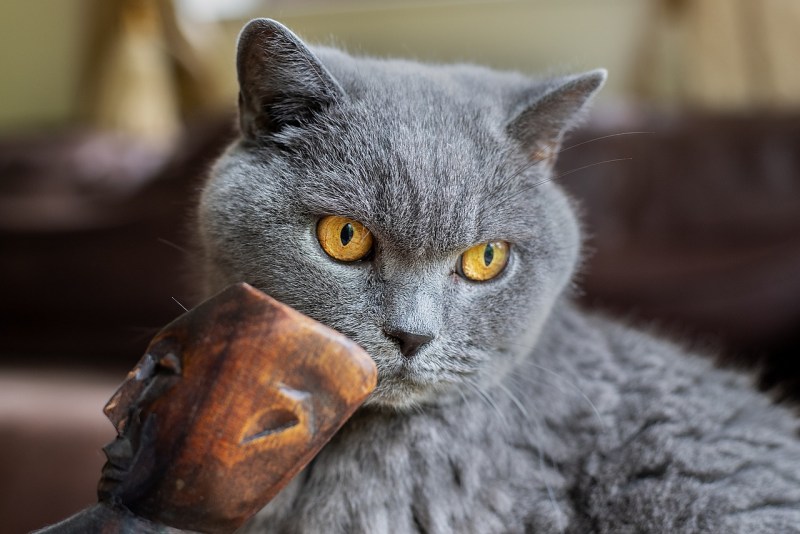 Кошка Британская смесь смешная
