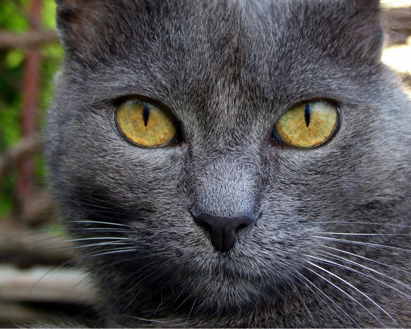 Британская короткошёрстная кошка дымчатая