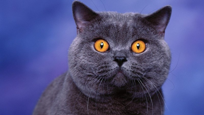 Шотландская голубая кошка прямоухая