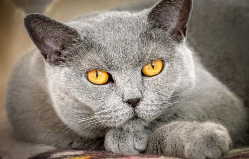 Чёрный кот