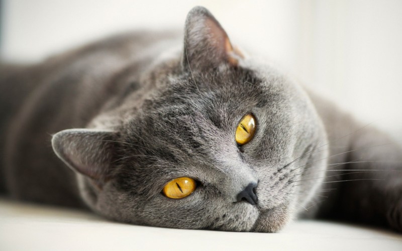 Британский короткошерстный кот серый