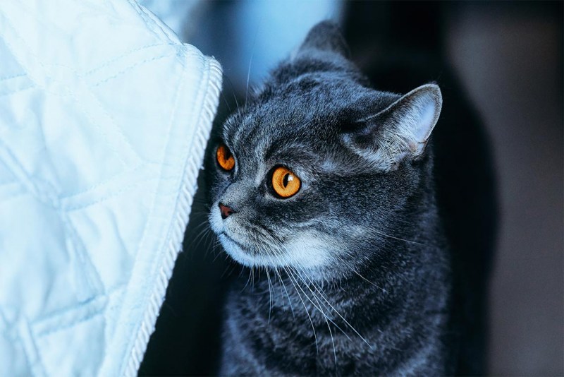 Кот британец серый