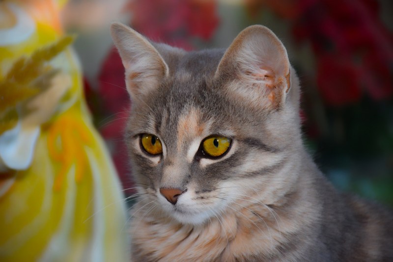 Британская кошка