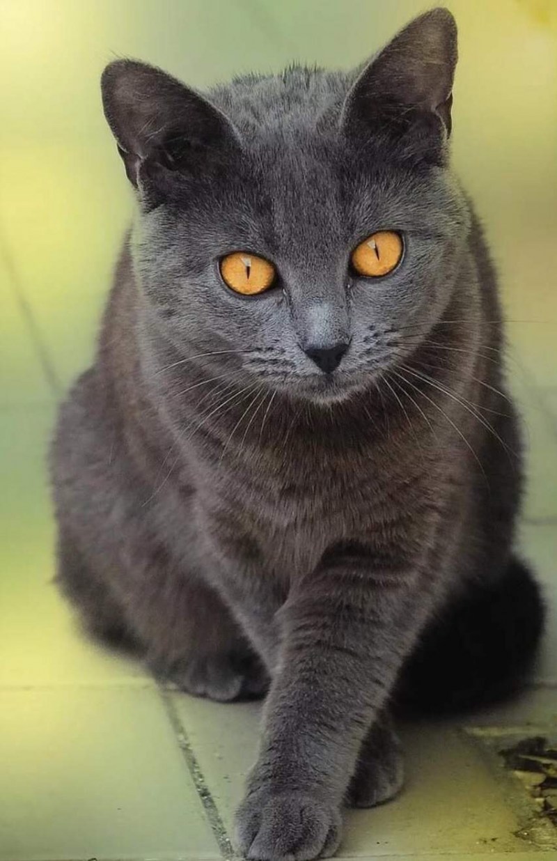 Картезианская кошка шартрез