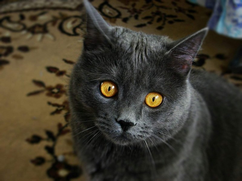 Коты с оранжевыми глазами
