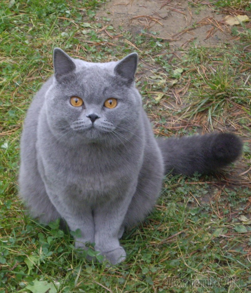 Кот Британская голубая Барсик