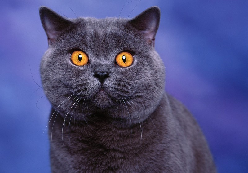 Кошка серая
