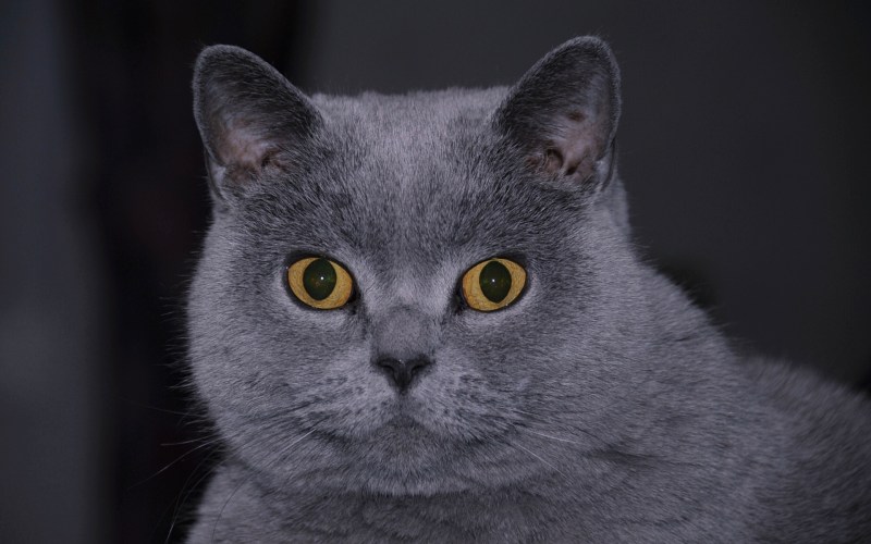 Британский короткошерстный кот серый