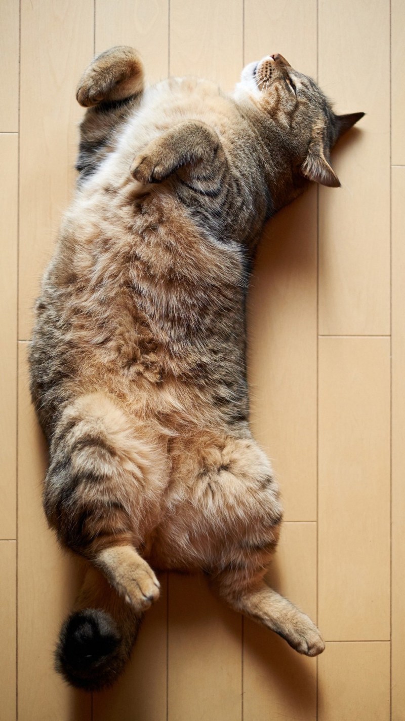Лежачий кот