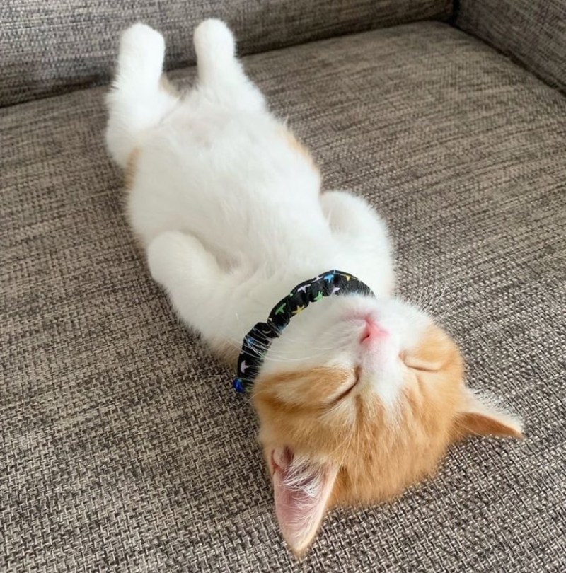 Смешные котята