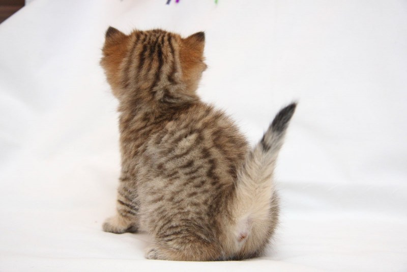 Котенок сидит