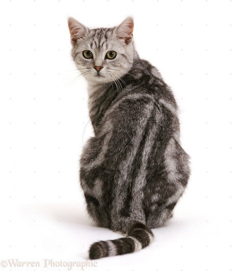 Кошка со спины