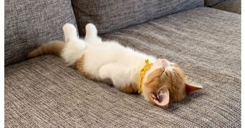 Котенок лежит