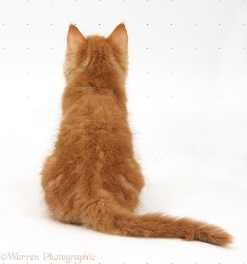 Кот сидит спиной