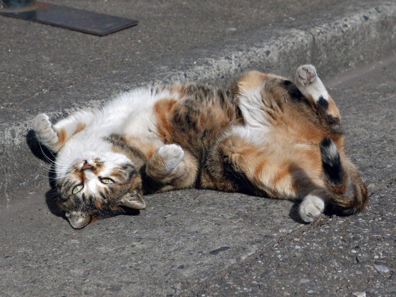 Котенок лежит на спине