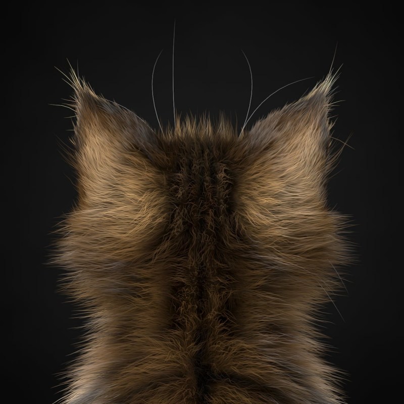 Коты со спины