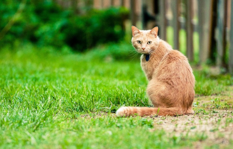 Кошка обернулась