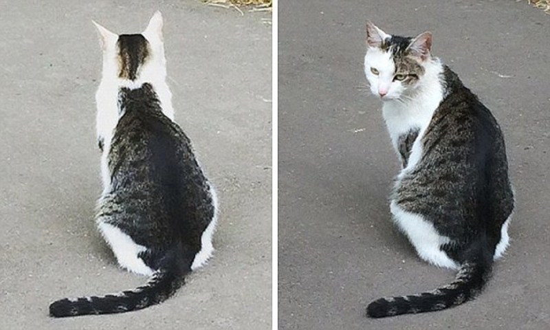 Кошка сгорбилась