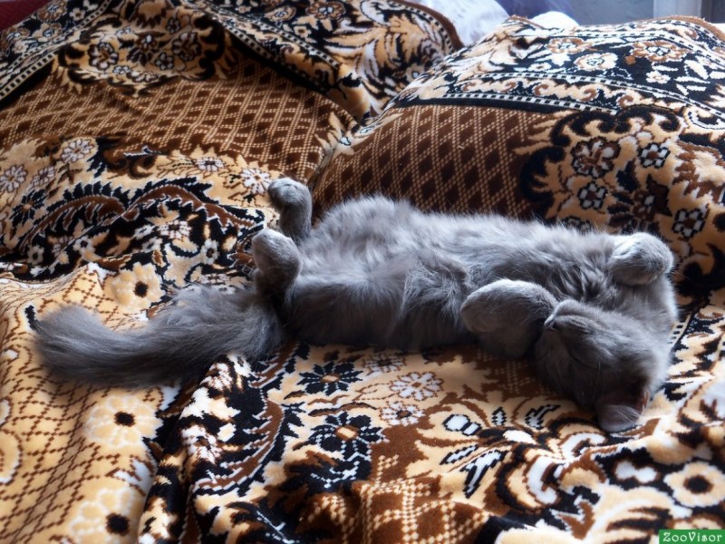Кот спит на спине