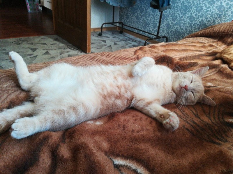 Кот спит на спине