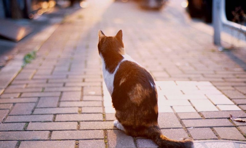 Кот сидит спиной
