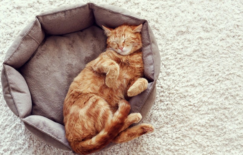 Рыжий кот спит