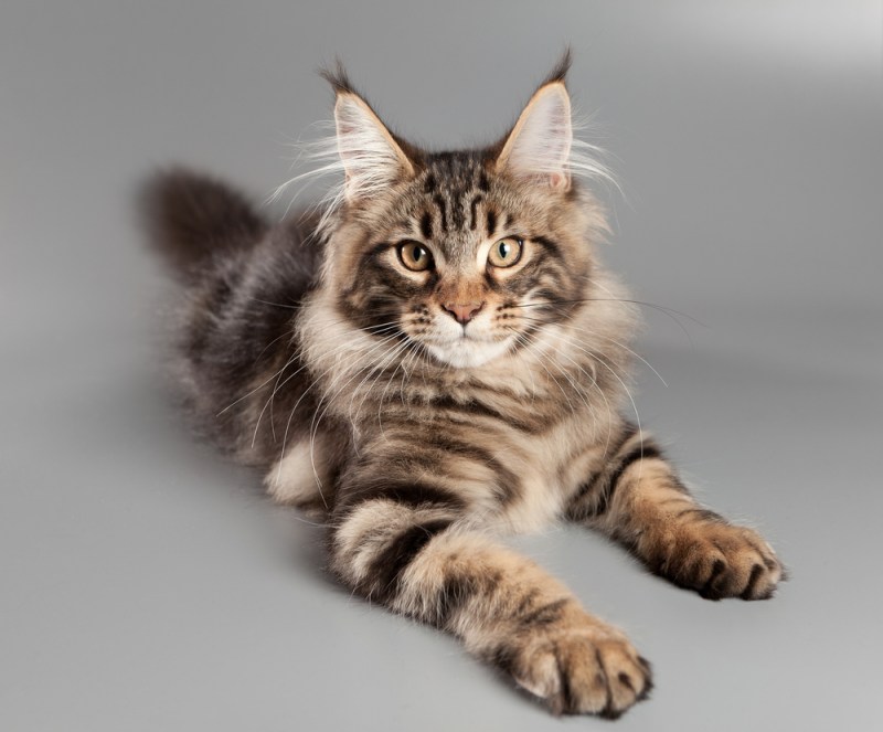Каракал Lynx